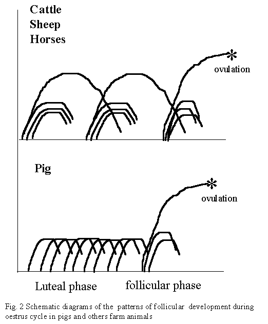 THE REPRODUCTION IN PIG